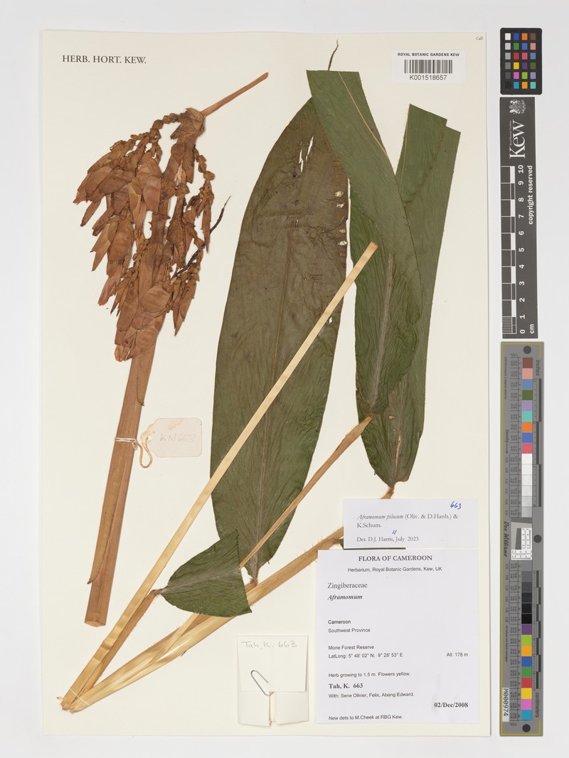 Aframomum pilosum photo 2