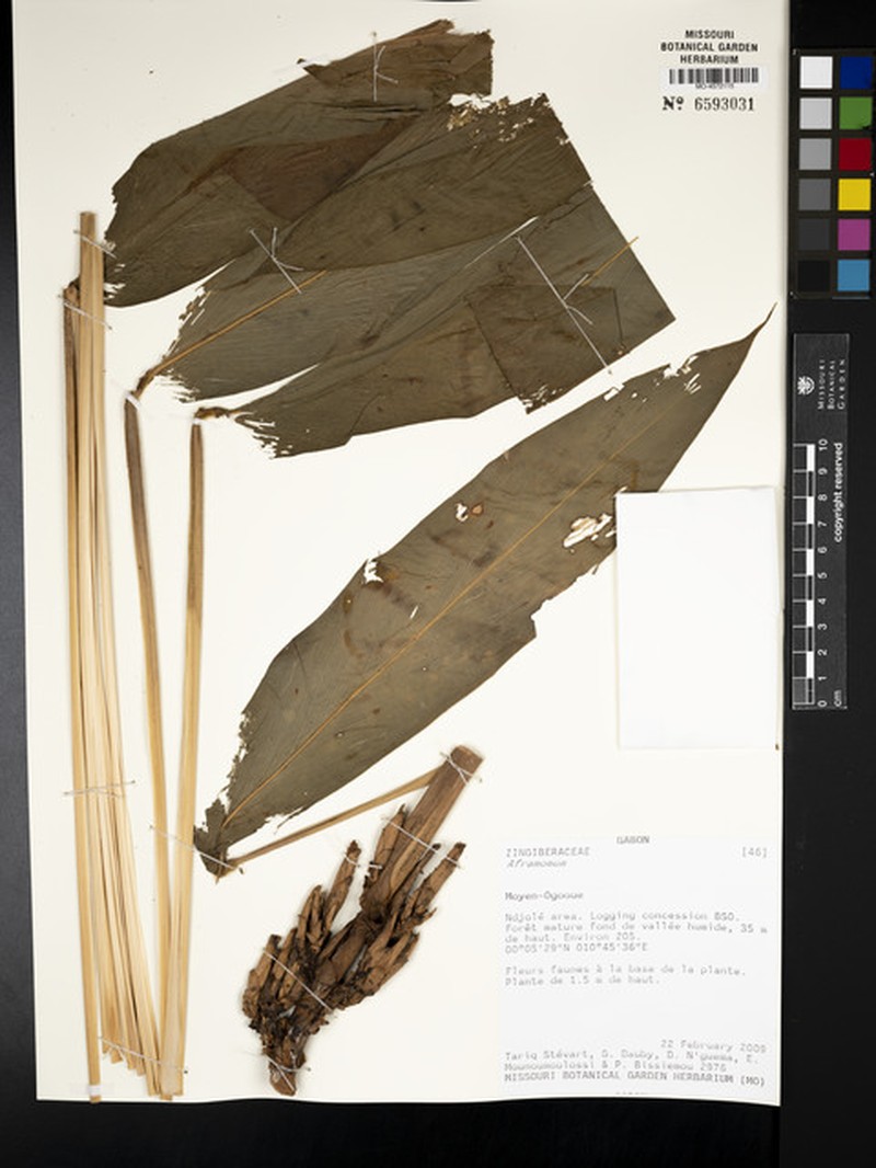 Aframomum pilosum photo 4