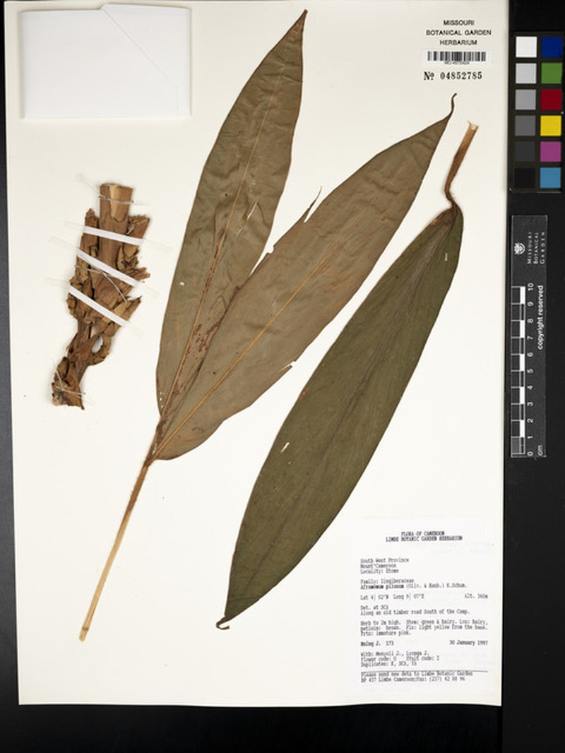Aframomum pilosum photo 5