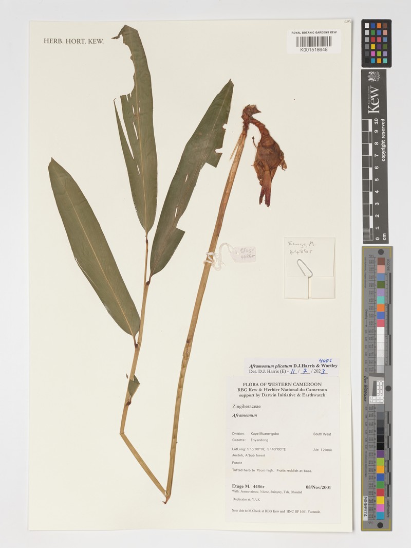 Aframomum plicatum