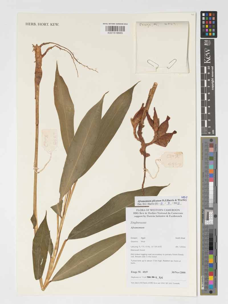 Aframomum plicatum photo 2