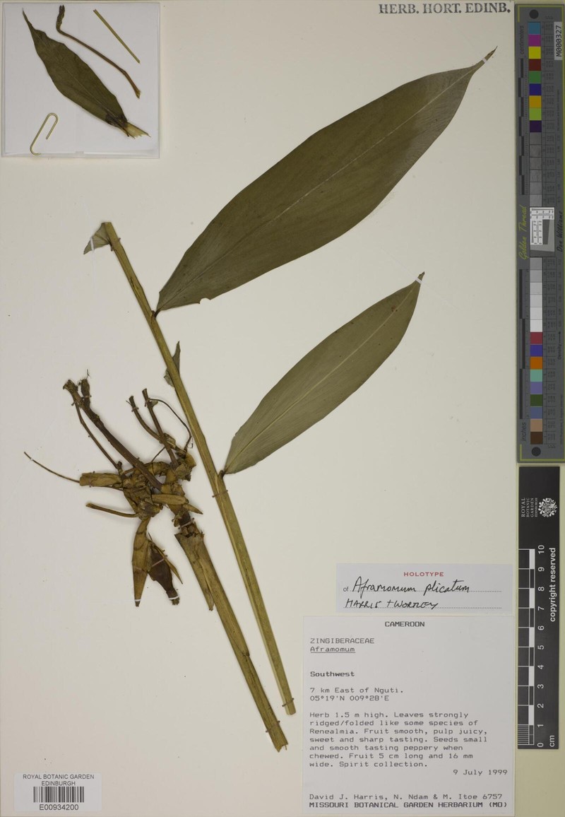 Aframomum plicatum photo 3