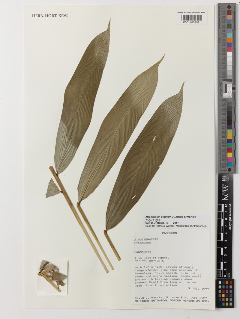 Aframomum plicatum photo 4