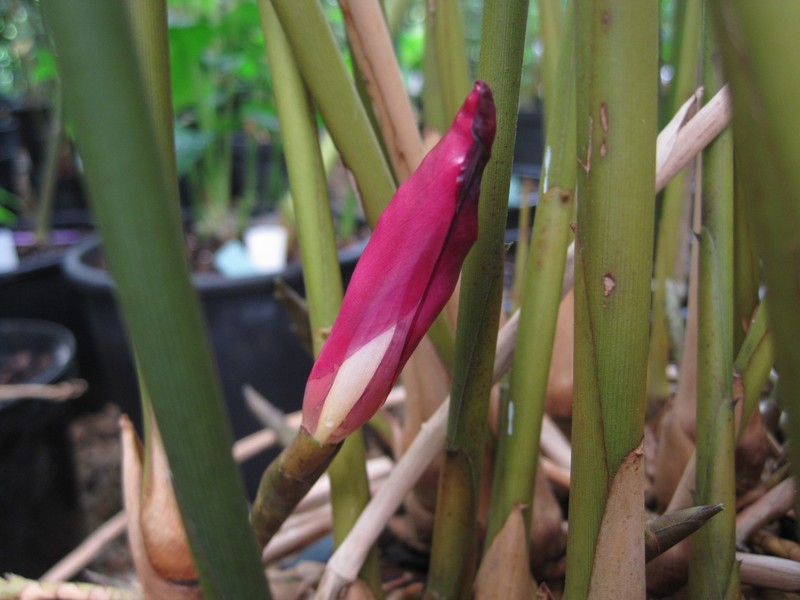 Aframomum plicatum photo 6