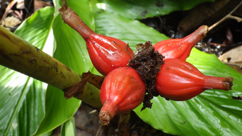 Aframomum polyanthum