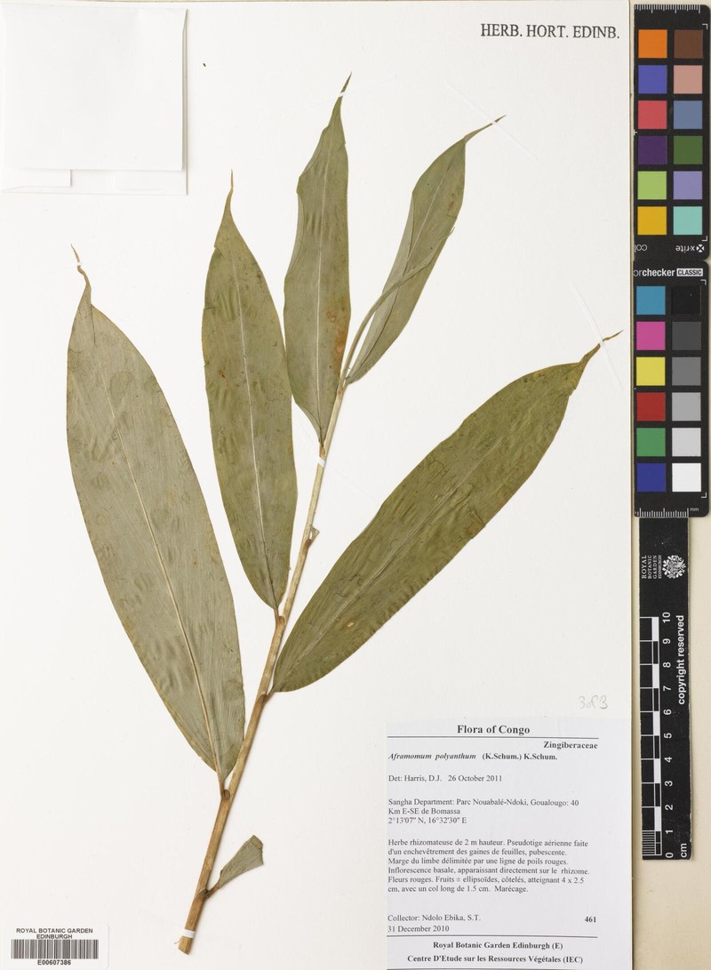 Aframomum polyanthum photo 2