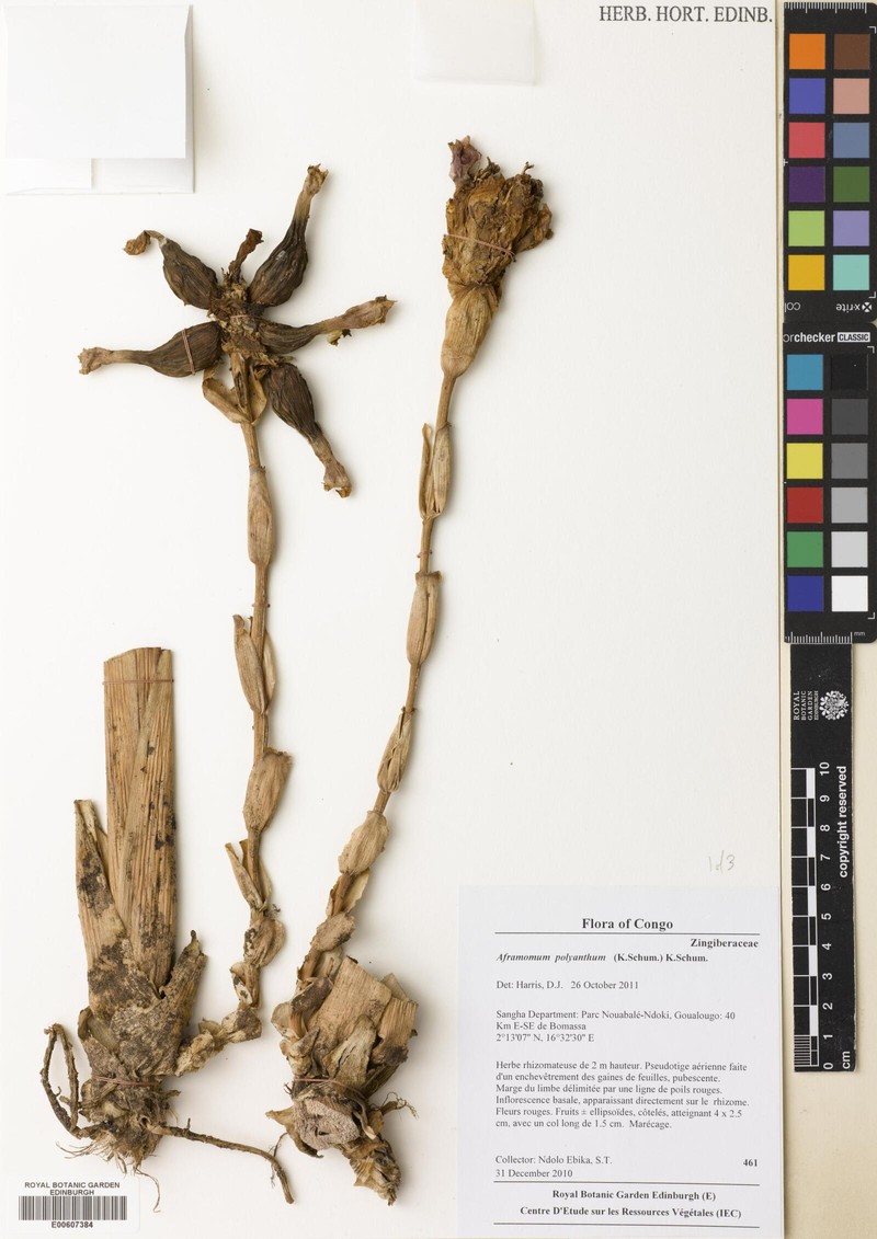 Aframomum polyanthum photo 3