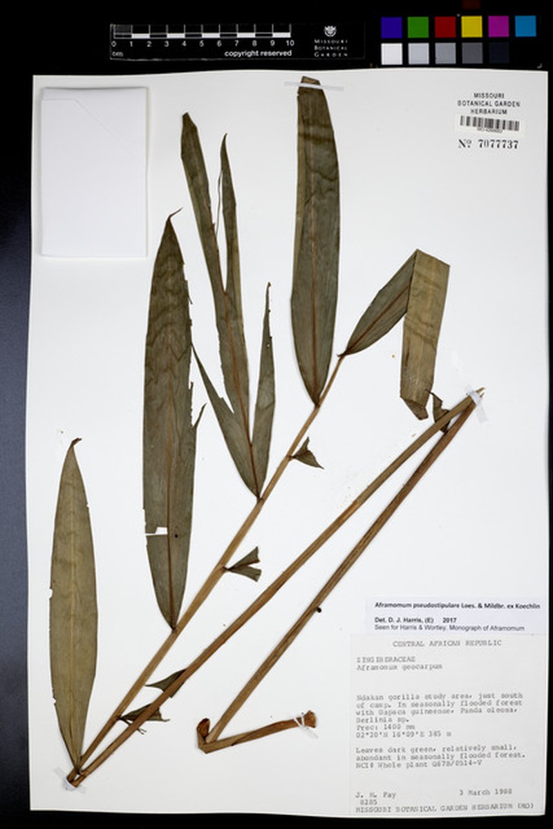 Aframomum pseudostipulare