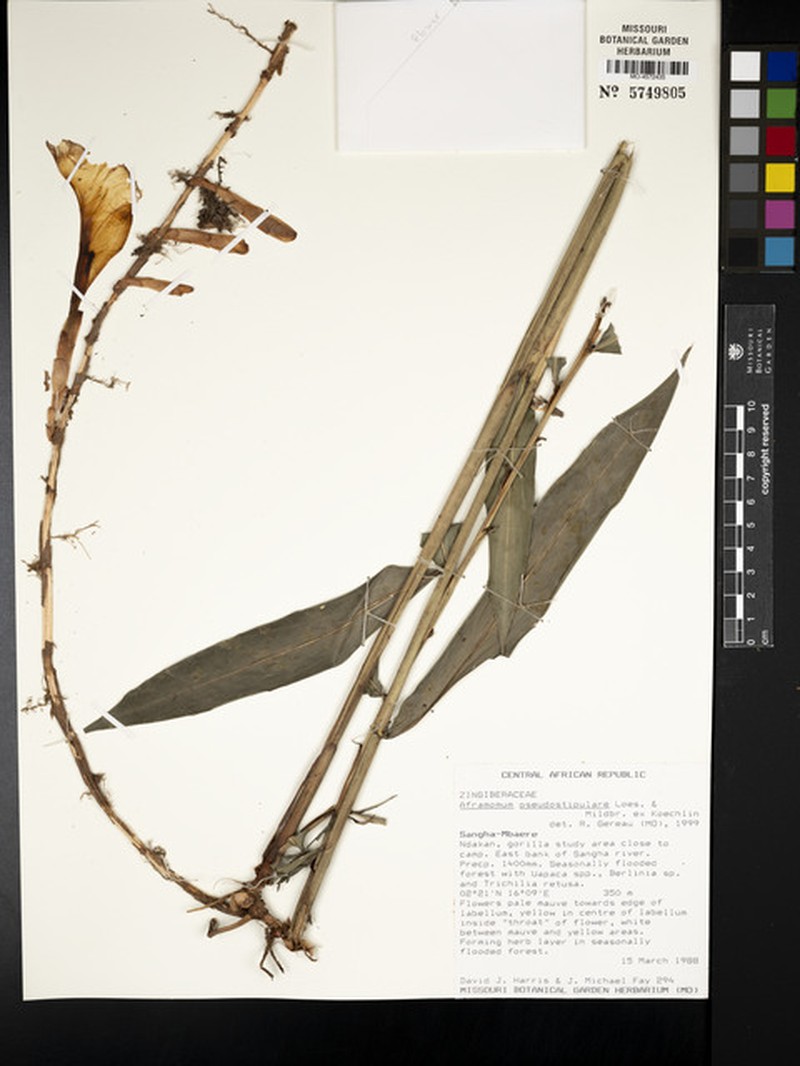 Aframomum pseudostipulare photo 2
