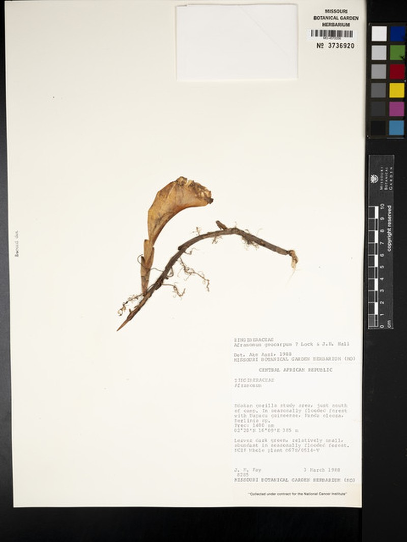 Aframomum pseudostipulare photo 3
