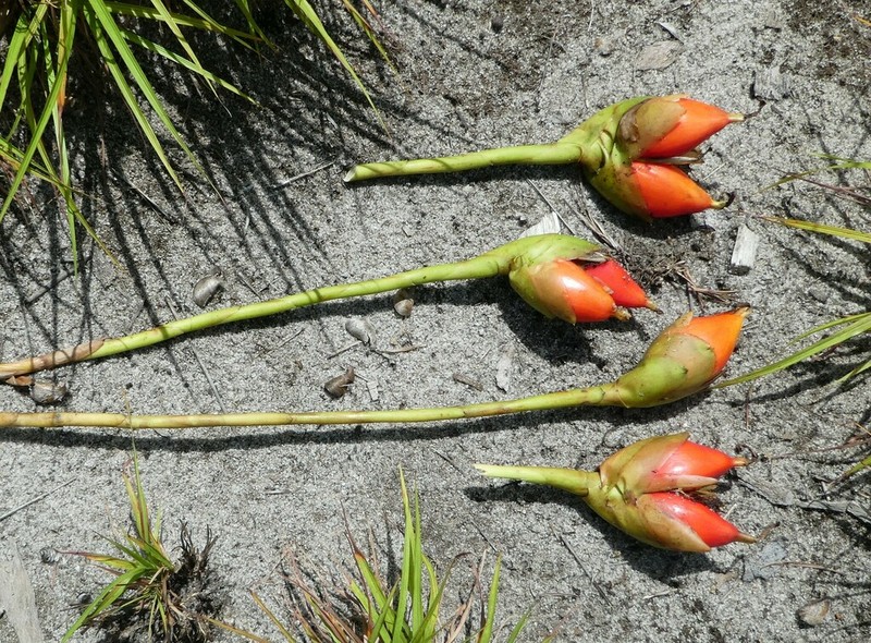 Aframomum rostratum