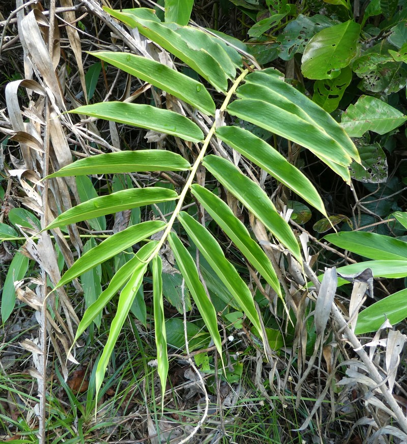 Aframomum rostratum photo 2