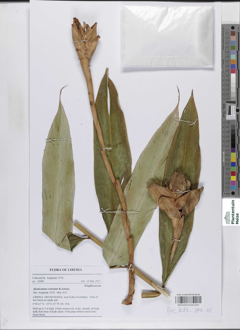 Aframomum rostratum photo 3