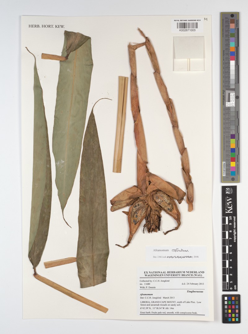 Aframomum rostratum photo 4