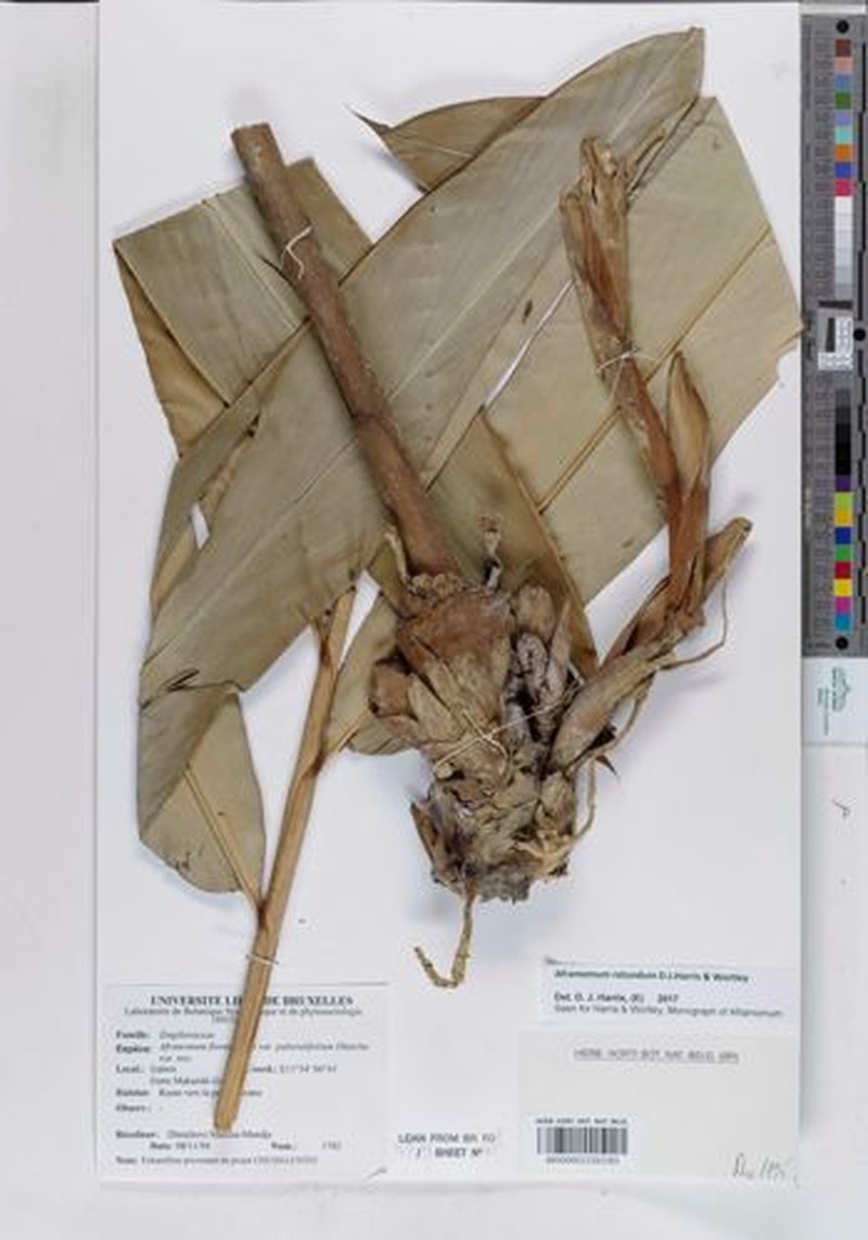 Aframomum rotundum photo 5