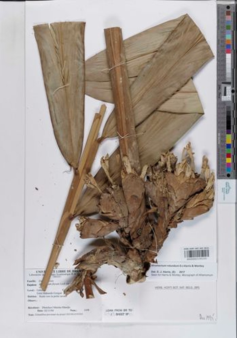 Aframomum rotundum photo 6