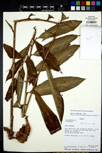 Aframomum scalare