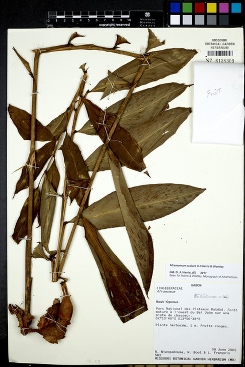 Aframomum scalare