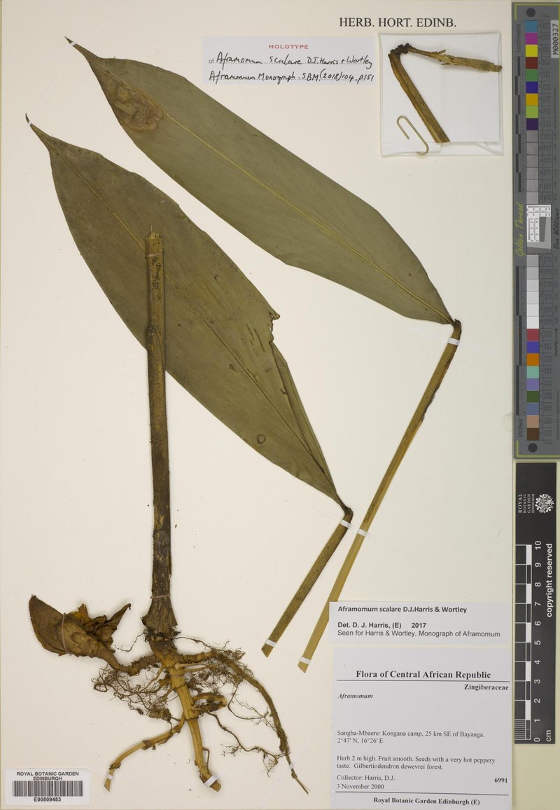 Aframomum scalare photo 2