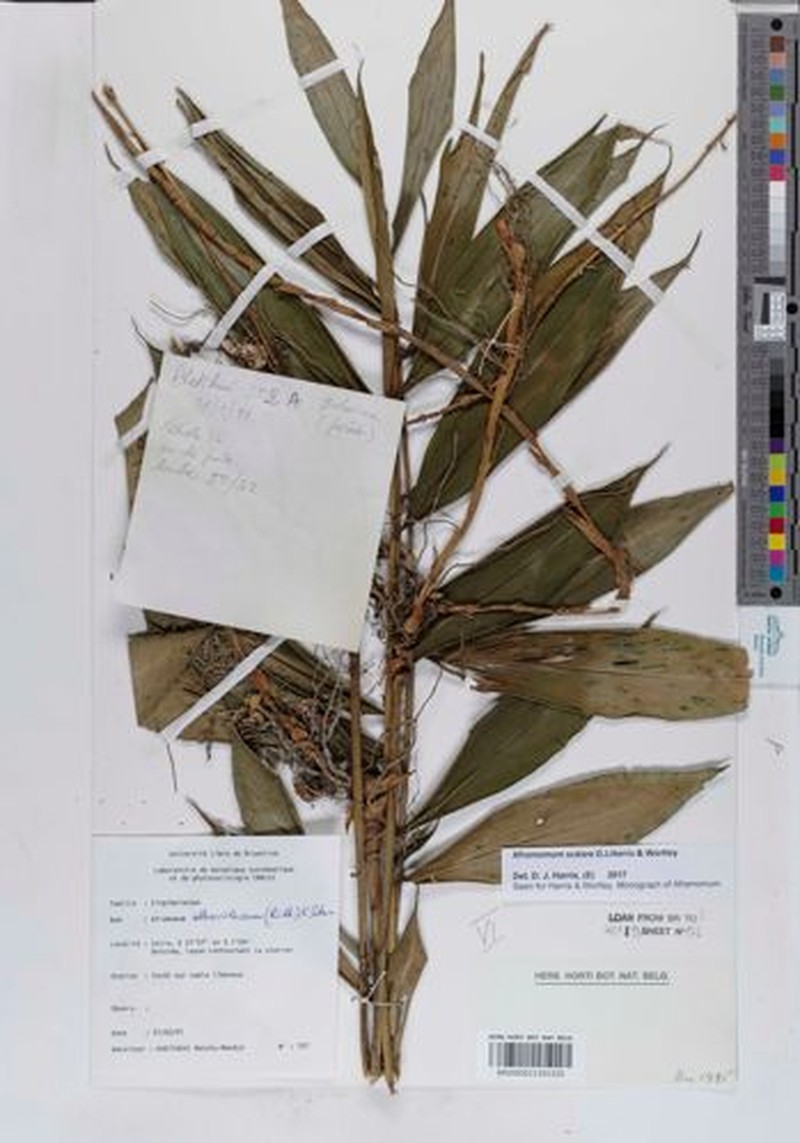 Aframomum scalare photo 3