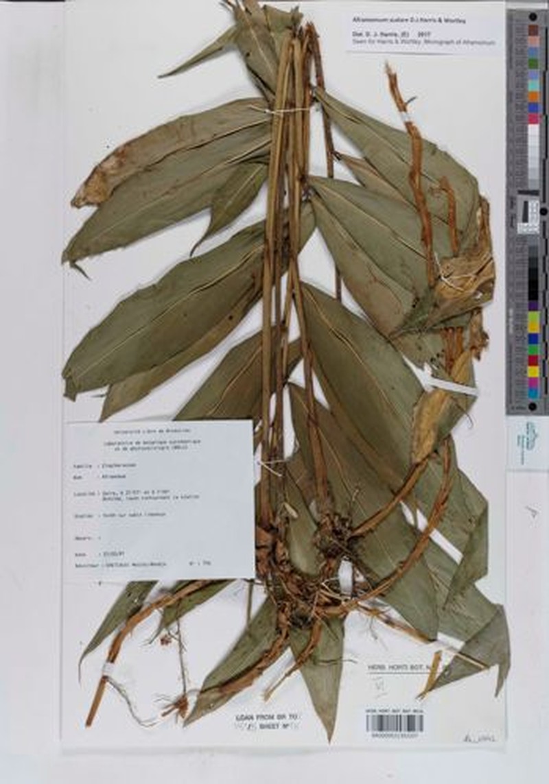 Aframomum scalare photo 4