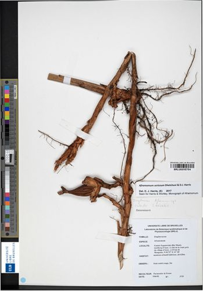Aframomum sericeum photo 4