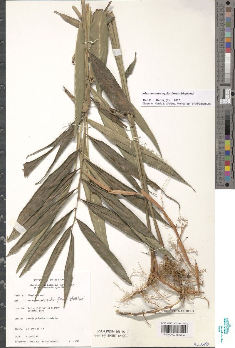 Aframomum singulariflorum