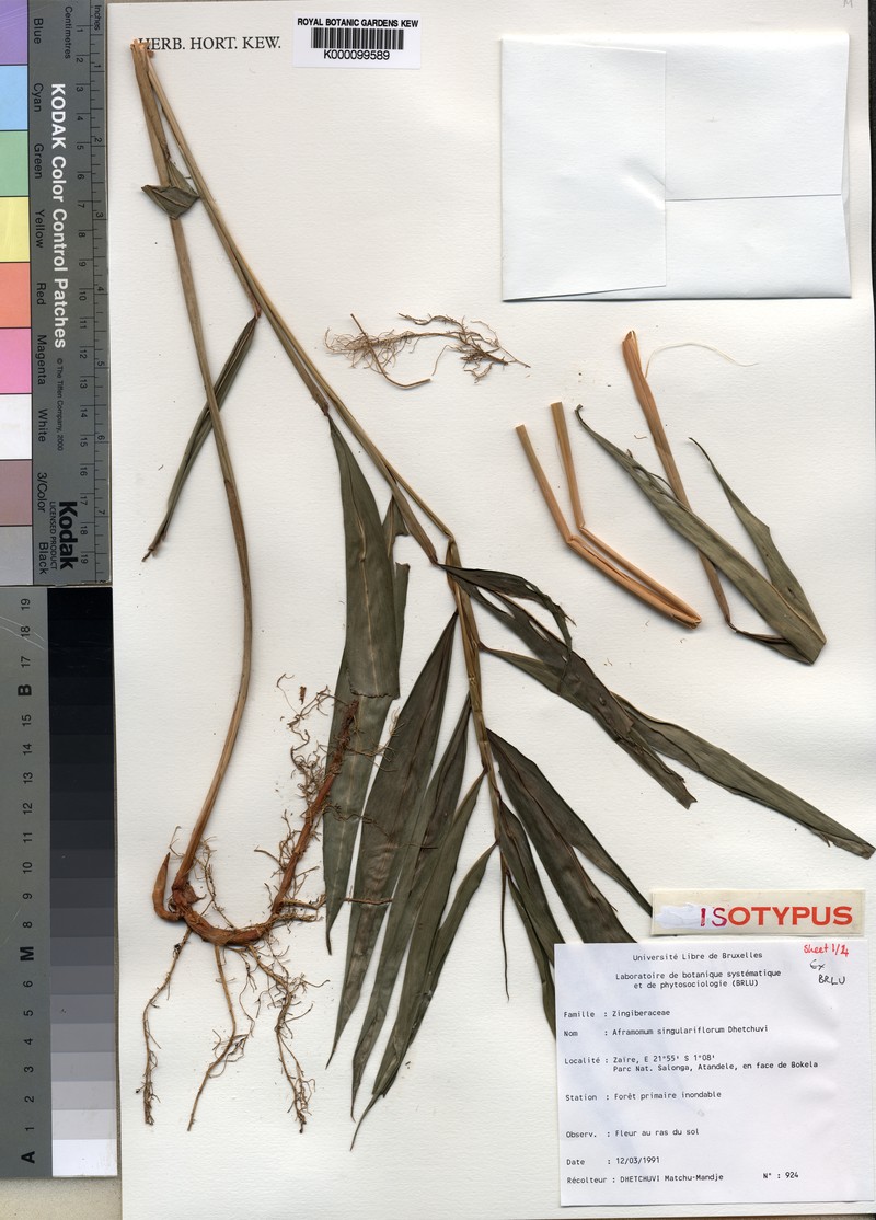 Aframomum singulariflorum photo 2
