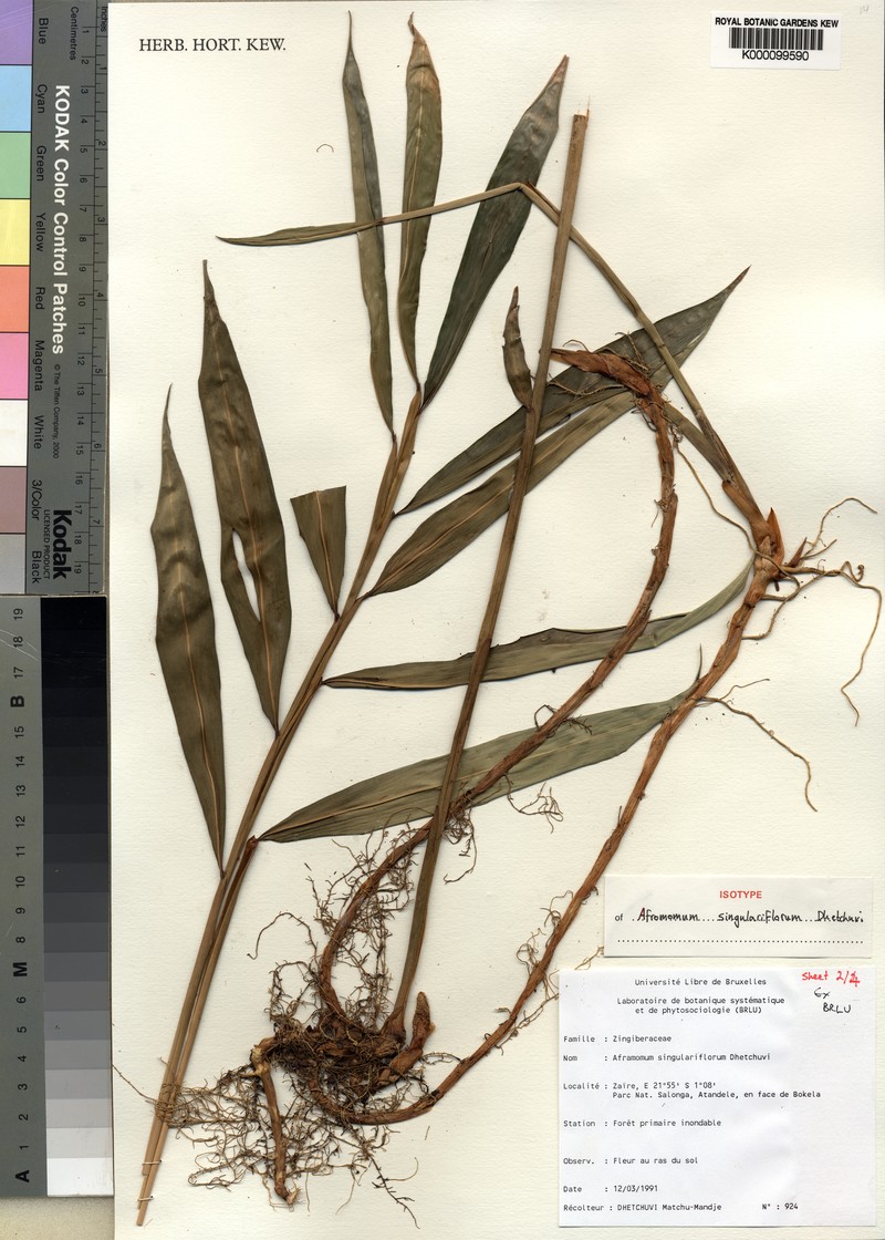 Aframomum singulariflorum photo 3