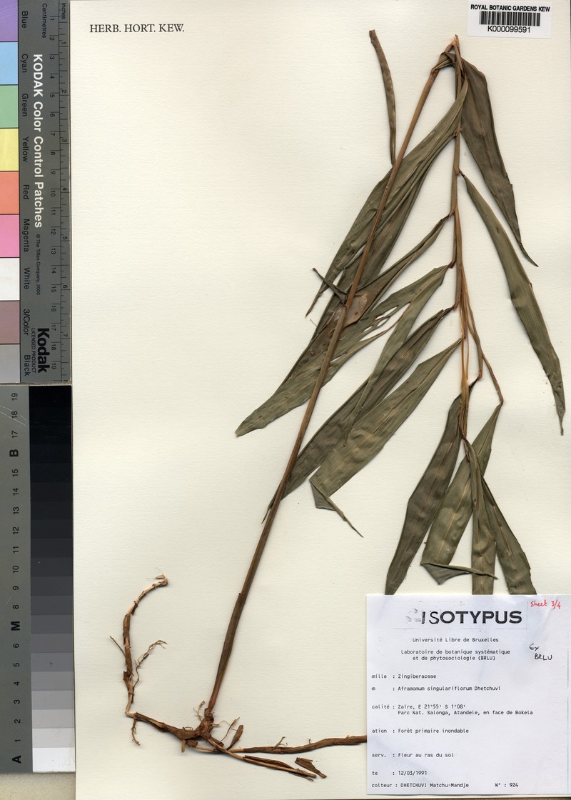 Aframomum singulariflorum photo 4