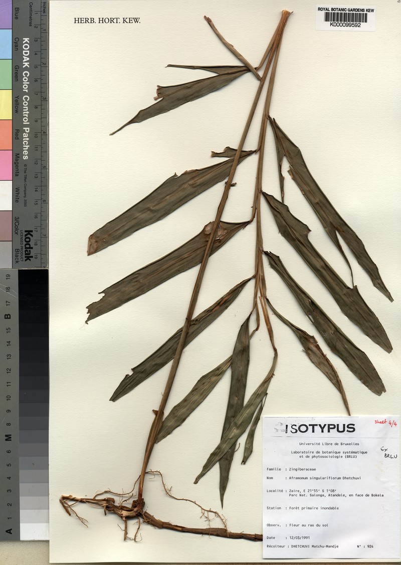 Aframomum singulariflorum photo 5