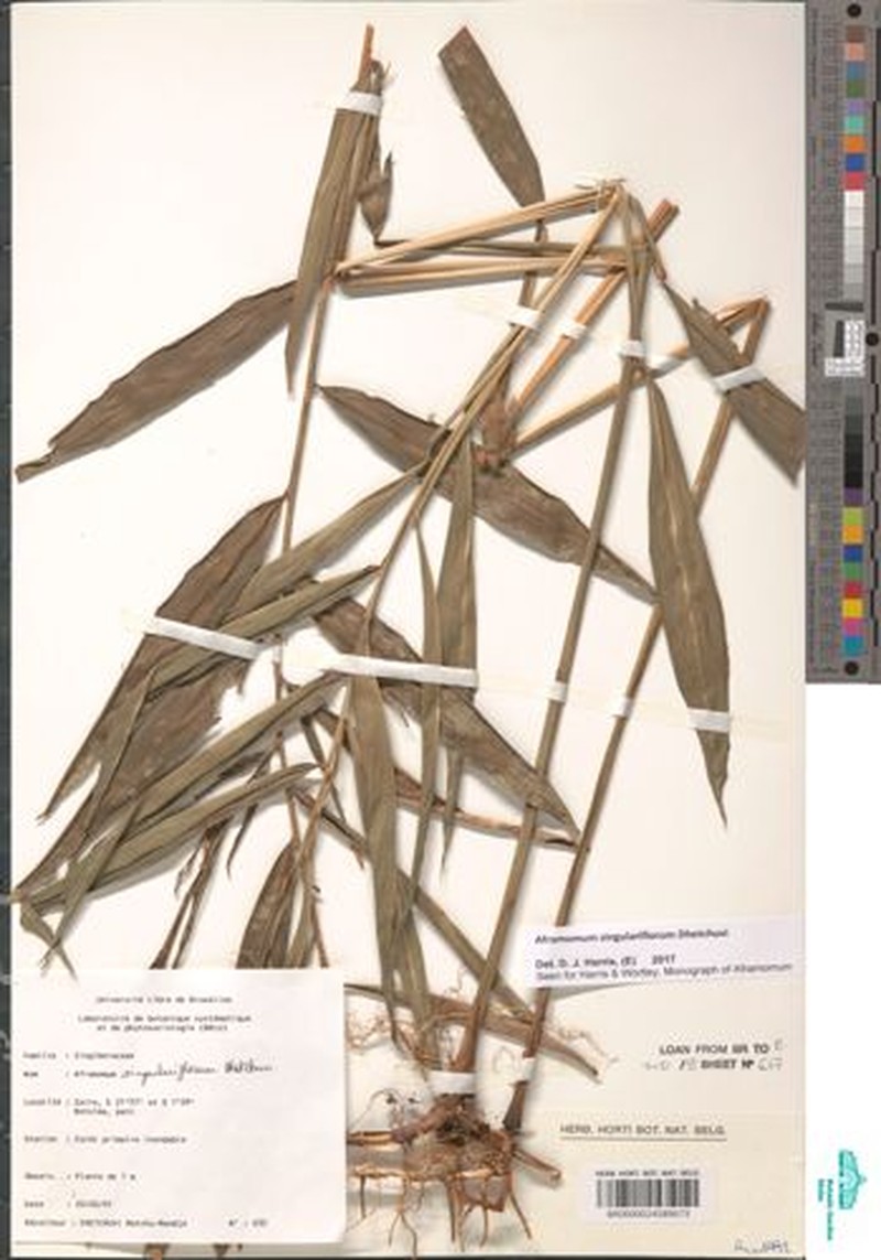 Aframomum singulariflorum photo 6