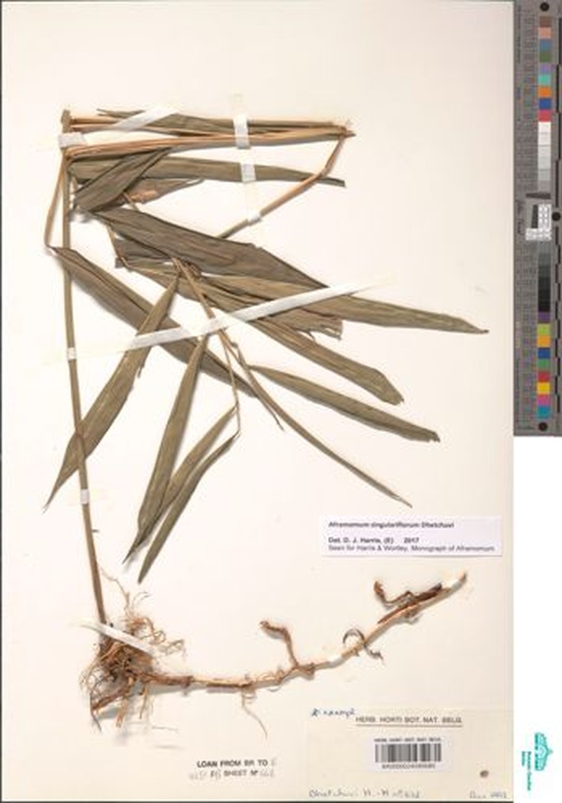 Aframomum singulariflorum photo 7