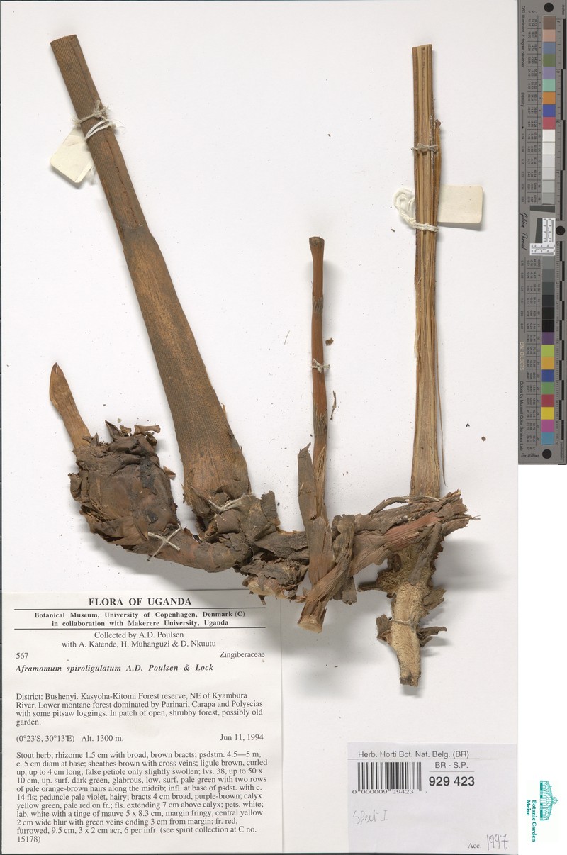 Aframomum spiroligulatum
