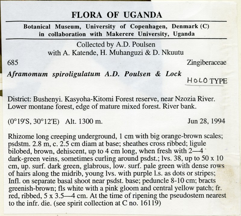Aframomum spiroligulatum photo 4