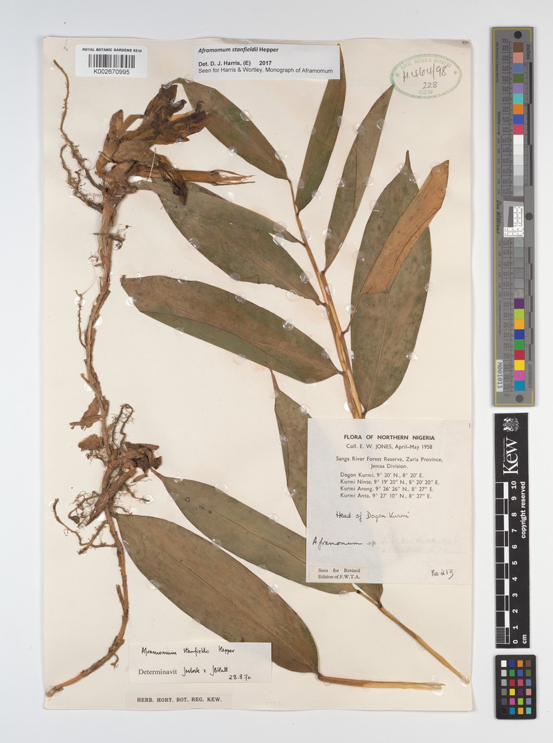 Aframomum stanfieldii