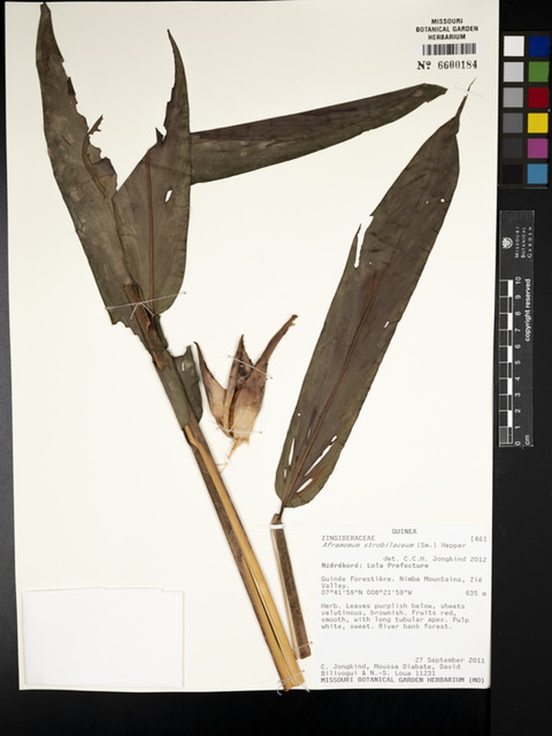 Aframomum strobilaceum