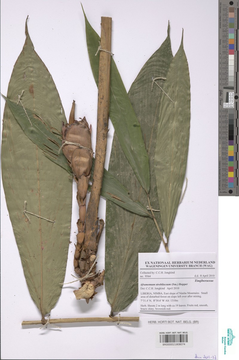 Aframomum strobilaceum photo 2