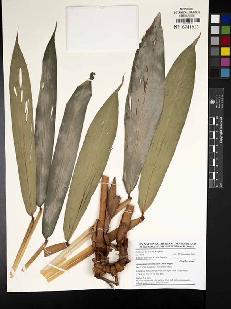 Aframomum strobilaceum photo 4