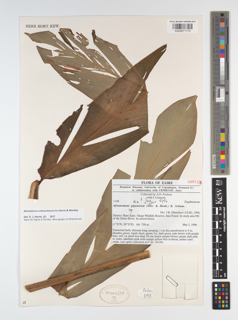 Aframomum submontanum
