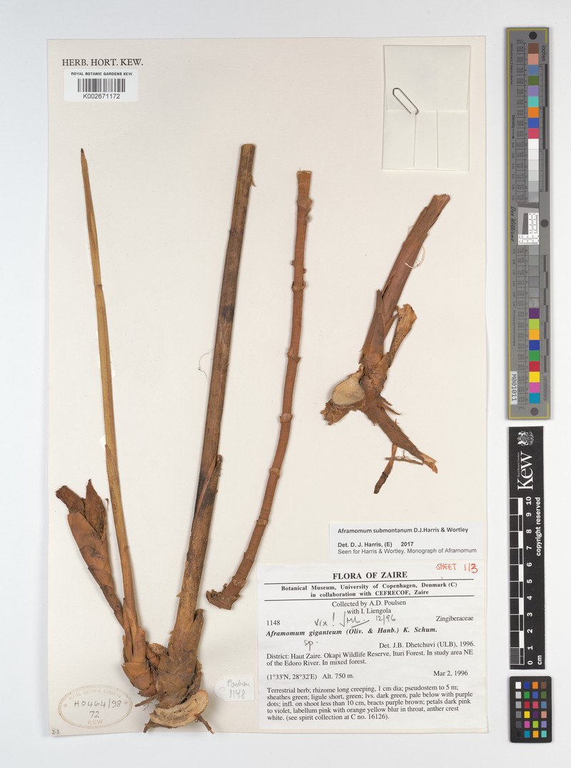 Aframomum submontanum photo 3