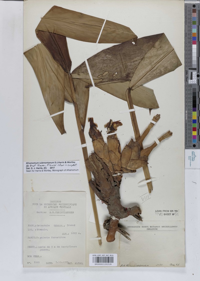 Aframomum submontanum photo 4