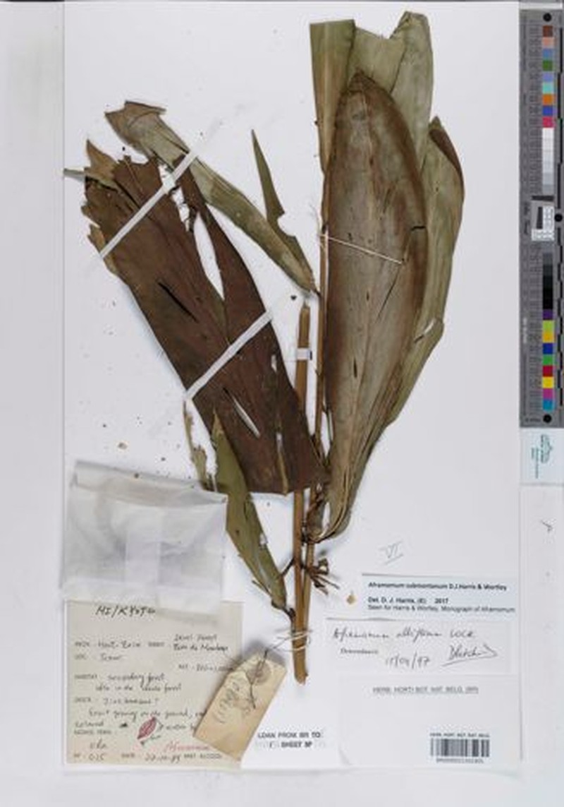 Aframomum submontanum photo 5