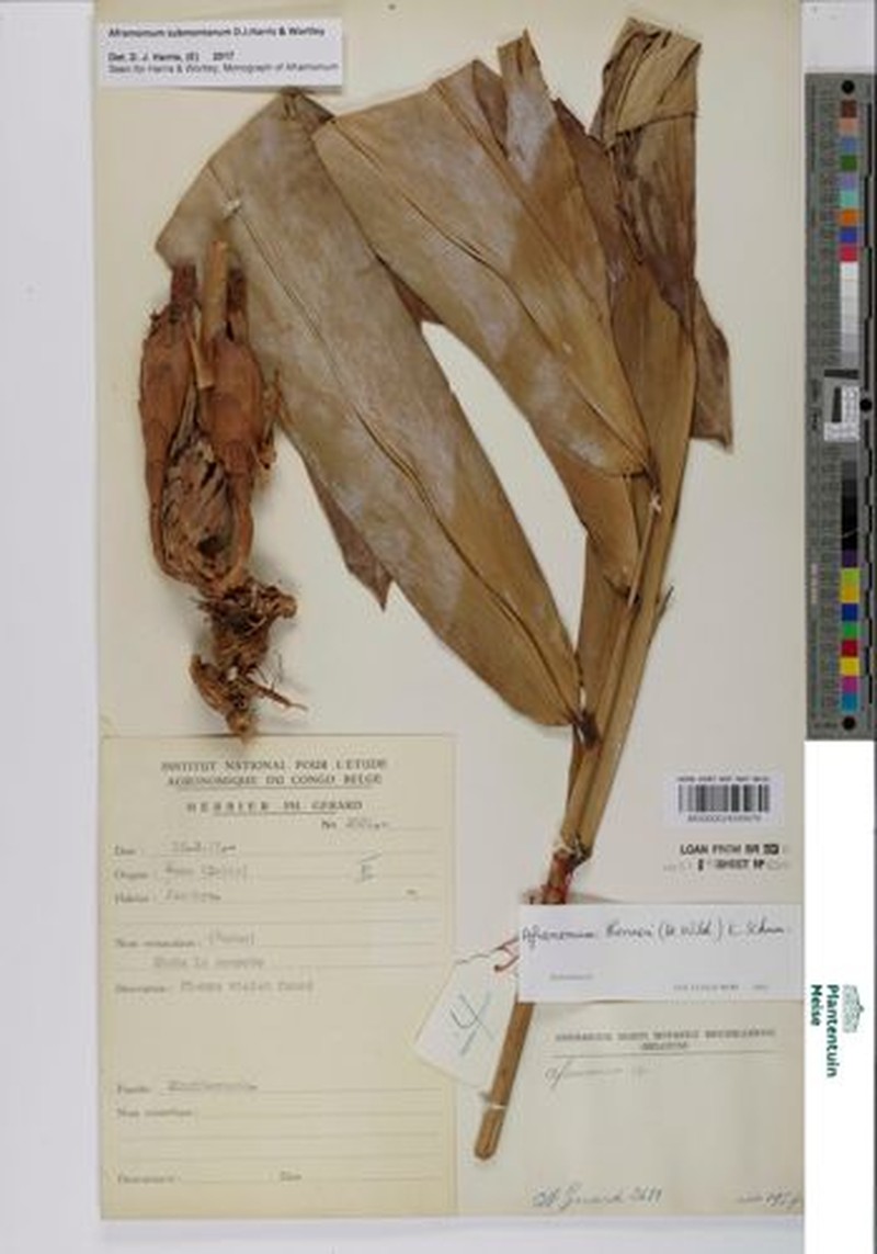 Aframomum submontanum photo 6