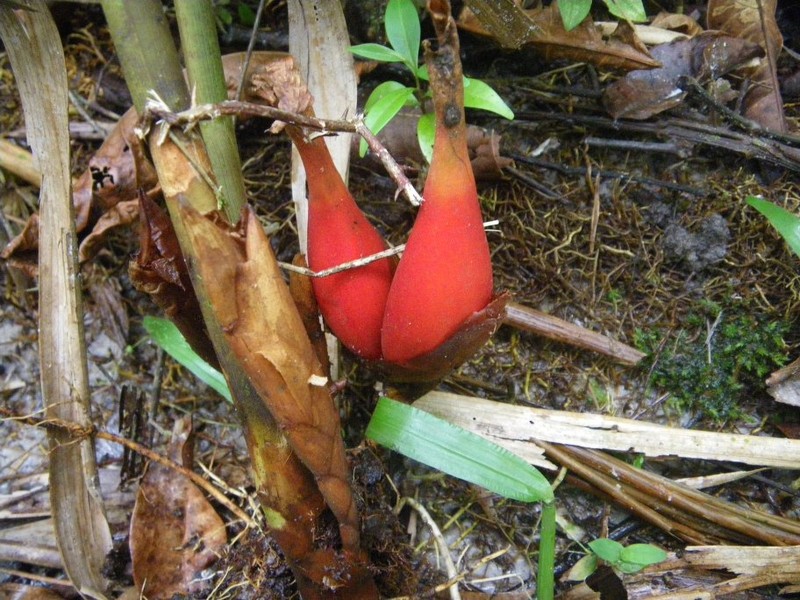 Aframomum subsericeum photo 2