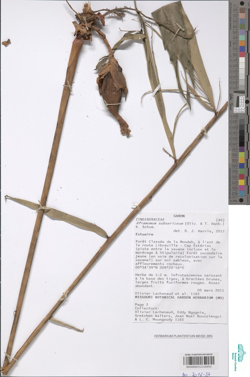 Aframomum subsericeum photo 3