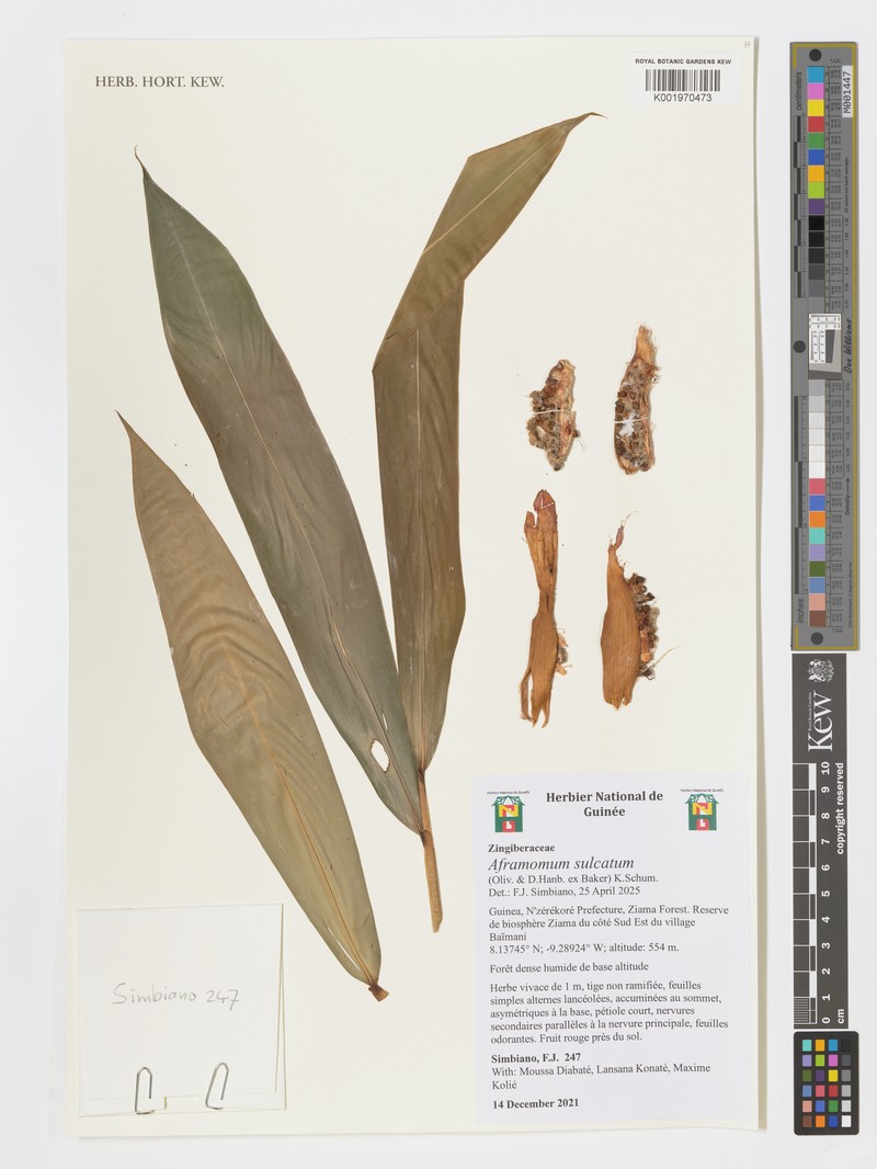 Aframomum sulcatum