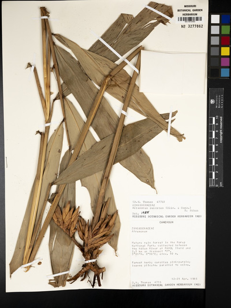 Aframomum sulcatum photo 4
