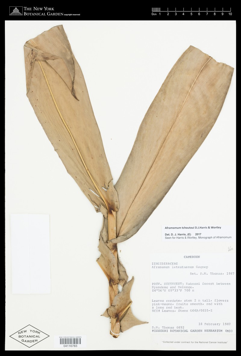 Aframomum tchoutoui photo 2