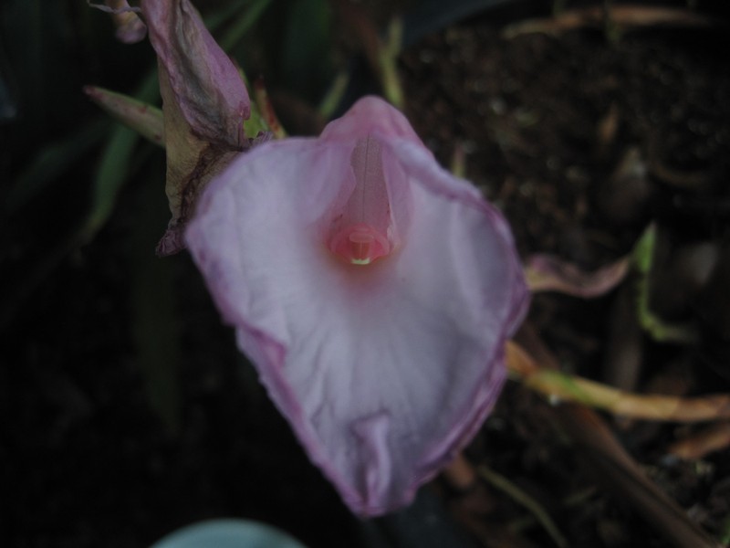 Aframomum tchoutoui photo 3